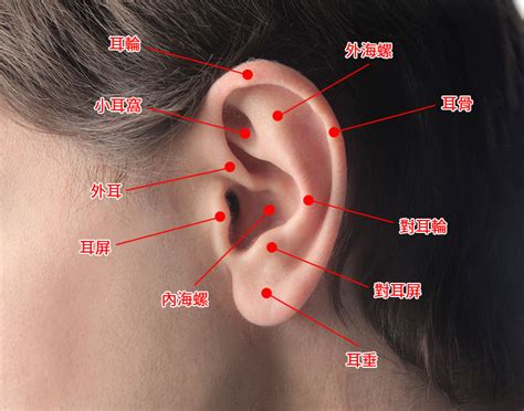 疼痛指數耳洞位置|穿耳位置原來有這麼多款？哪些位置最痛？介紹2021。